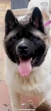 Image 9 of 8 month male american akita pup