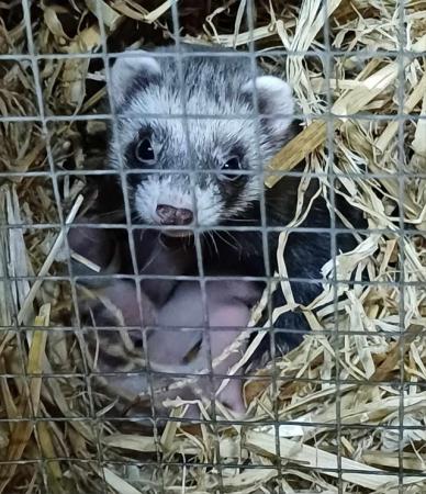 Image 7 of Ready To Collect,Baby Ferrets For Sale,Hobs and Jill's Avail