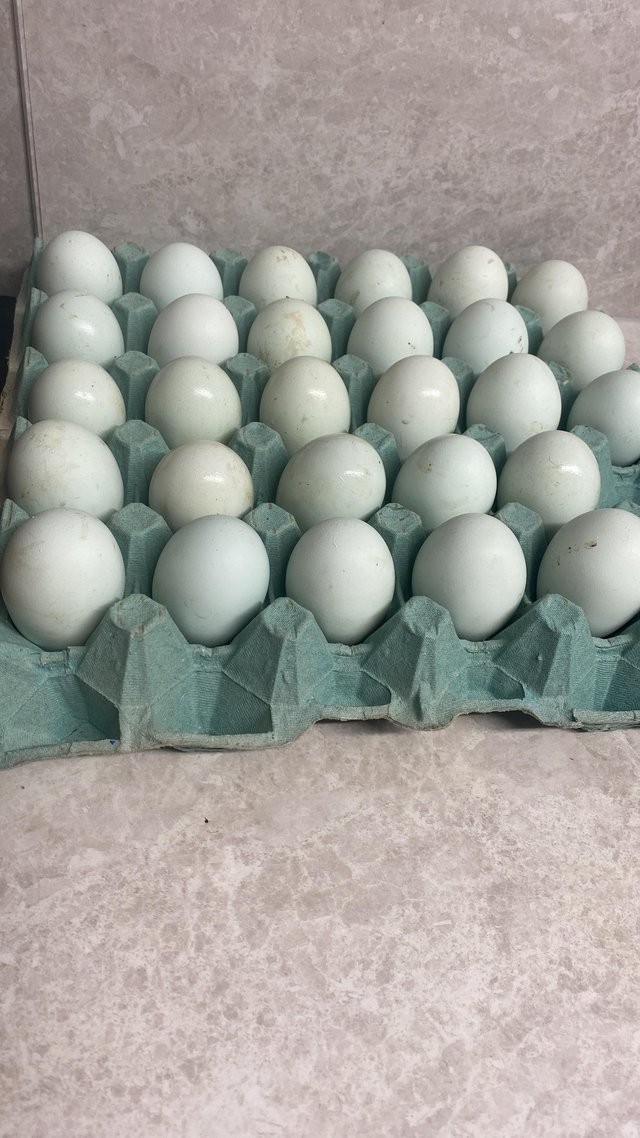 Preview of the first image of Fertile Eggs -FrenchCopper bk cream leg bars (blue & aut.