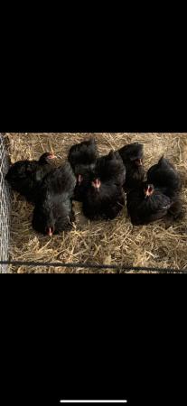 Image 2 of Black pekin chickens for sale