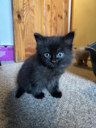 Image 2 of 9 week old black kittens