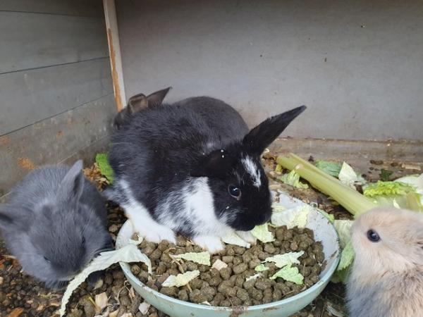 Image 3 of Baby mini lop rabbits for sale