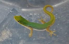 Image 9 of WARRINGTON PETS STOCKED LIZARDS FOR SALE