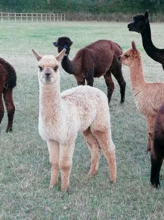 Image 2 of Various quality alpacas for sale.