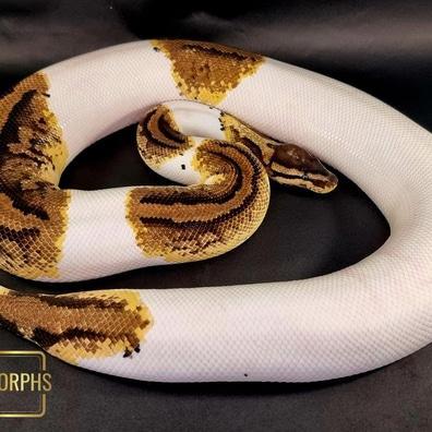 Preview of the first image of Pastel Piebald Female CB20 Ball Python.