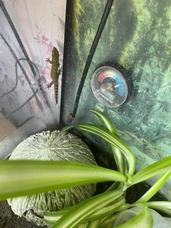 Image 5 of Bumble bee dart frog and mourning gecko with bioactive set u