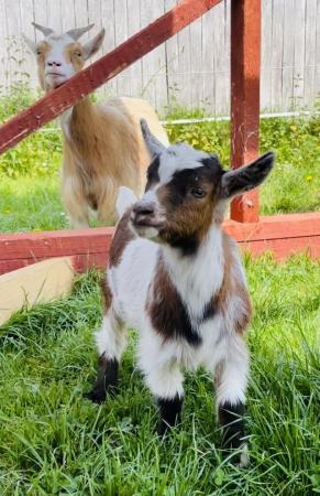 Image 2 of 2 gorgeous Pygmy goat kids