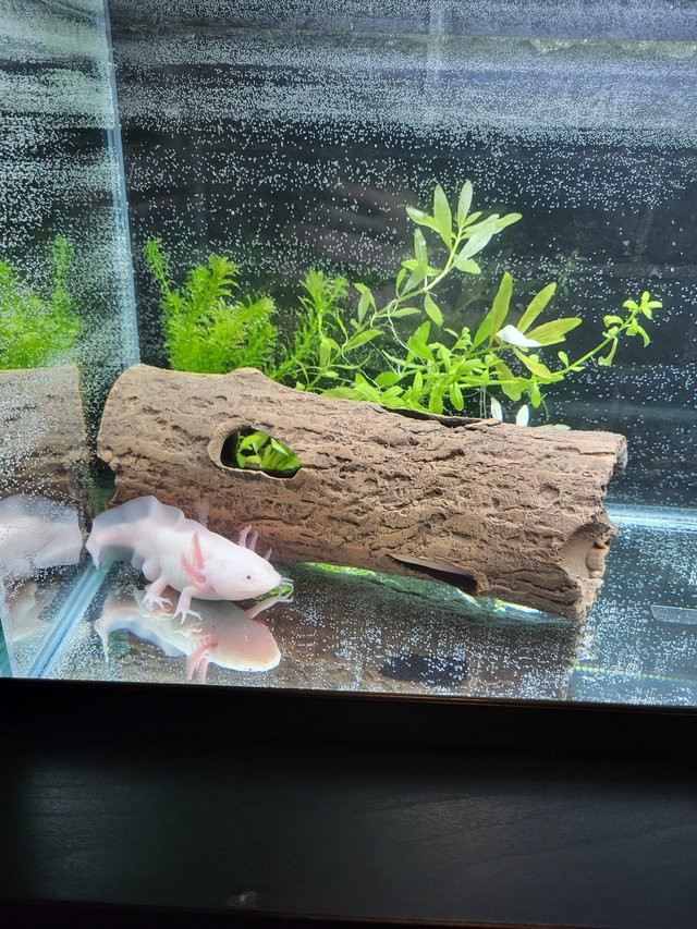 Preview of the first image of Male and female axolotls.