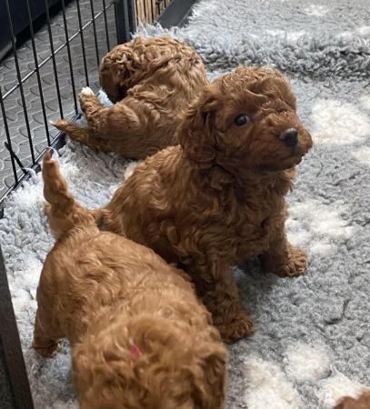 Image 17 of Gorgeous,Deep Red,Health tested Cavapoo pups