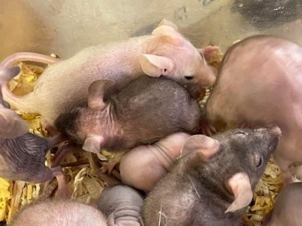 Image 5 of Hairless mice for sale , limited number only
