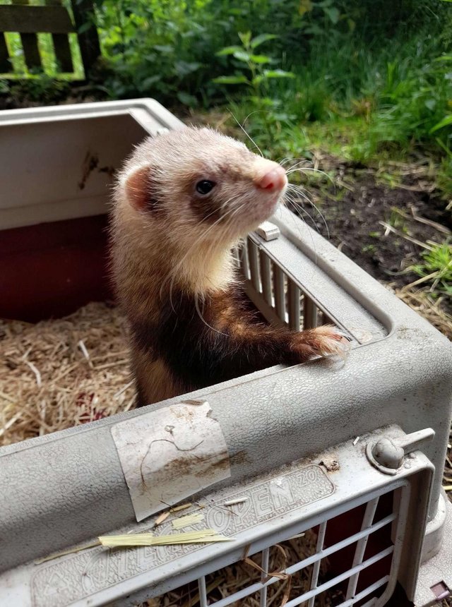 Preview of the first image of 1y polecat jill ferret .....