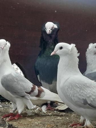 Image 3 of Fancy pidgeons- various ages and sexes