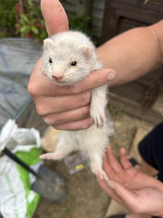 Image 2 of Ferrets For Sale - Bucks & Does