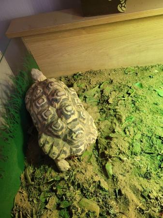 Image 2 of African Leopard tortoises for sale