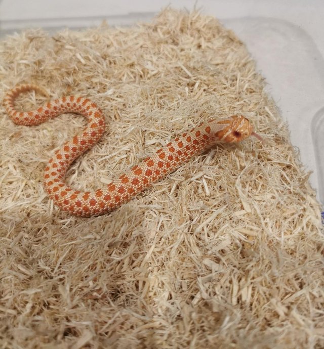 Preview of the first image of Hognose snakes CB23, Albinos Anacondas Normals.