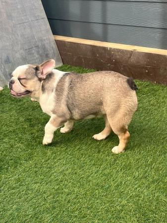 Image 1 of French bulldog ready now