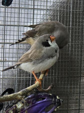 Image 7 of Young Zebra finches for sale