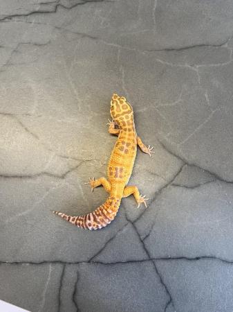 Image 3 of Female leopard gecko will take offers