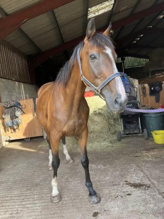 Image 1 of 16.2 tb gelding sadly for sale
