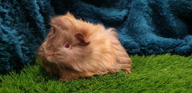 Image 7 of lovely Female (Sows) Guinea Pigs for Sale
