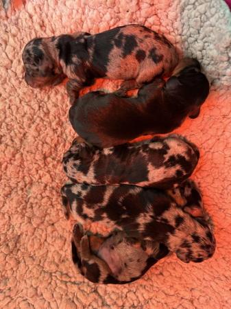 Image 5 of Ready Today! Reduced! KC registered dachshund puppies