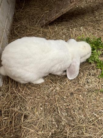 Image 4 of French lop doe for sale