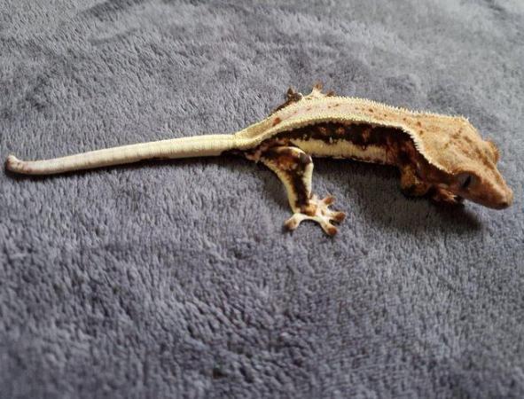 Image 2 of Lilly white crested gecko Pinestipe