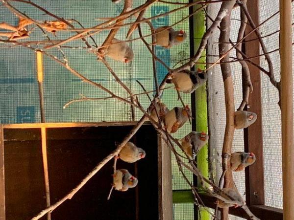 Image 5 of Zebra finches, aviary bred & both sexes - £3.00 ea