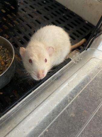 Image 3 of 2 x pet friendly rats for sale with large cage