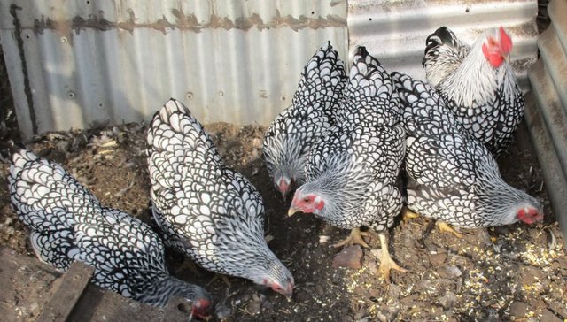 Image 4 of 6 Silver Laced Wyandotte Bantam Hatching Eggs. Quality Bird
