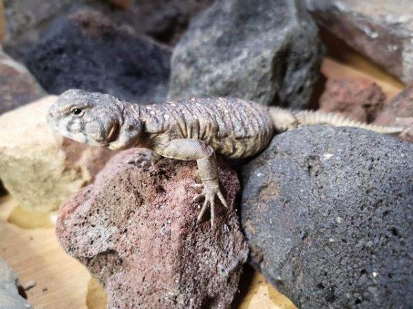 Image 2 of Occelated Uromastyx at Urban Exotics
