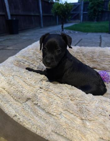 Image 3 of Patterdale Puppies for sale