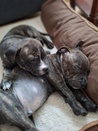 Image 19 of Gorgeous microchiped and vaccined pups staffie All SOLD