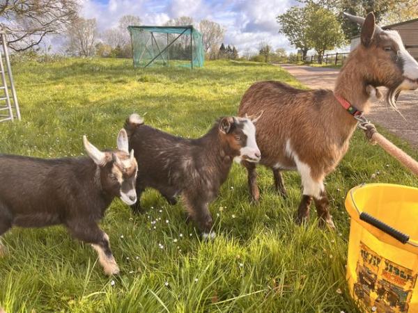 Image 1 of 12 Week old Pygmy goats ready for a new home