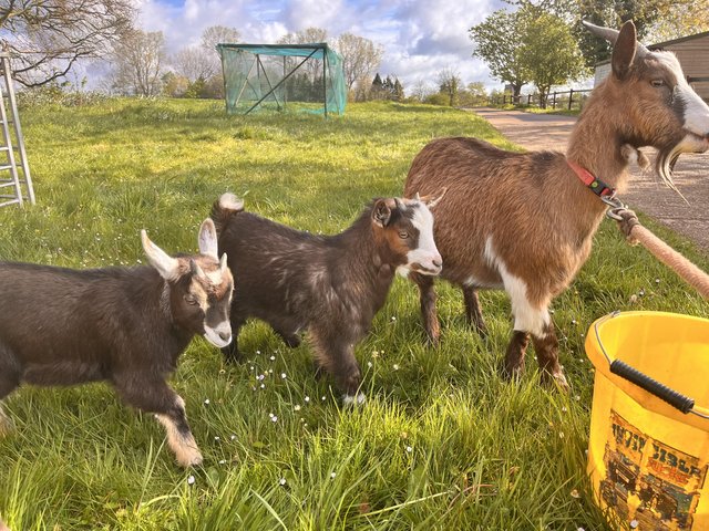 Preview of the first image of 12 Week old Pygmy goats ready for a new home.