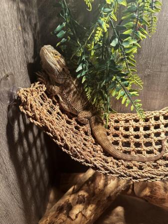 Image 5 of 2 years old breaded dragon with set up