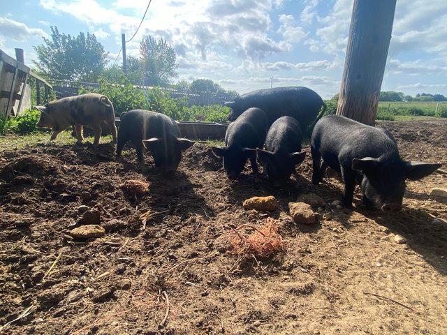 Preview of the first image of 14 kune kune pig, of various ages.