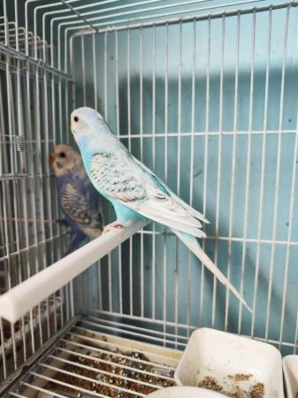 Image 2 of baby budgies for sale, very friendly.