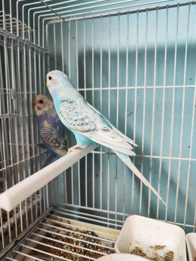 Preview of the first image of baby budgies for sale very friendly..