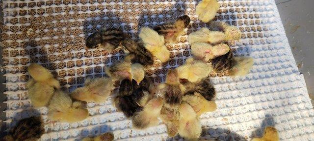 Image 1 of Chinese painted quail chicks