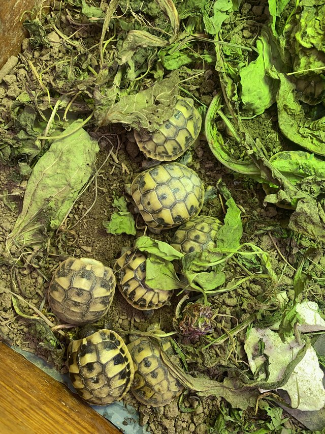 Preview of the first image of Hermann tortoise 2024 hatchlings for sale.