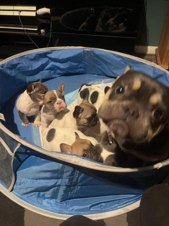 Image 4 of French bulldog puppies needing a loving home