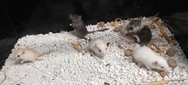 Image 8 of Baby Gerbil's , Males and Females