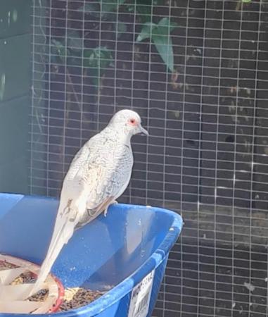 Image 2 of Breeding pair - Red/White Diamond doves for sale