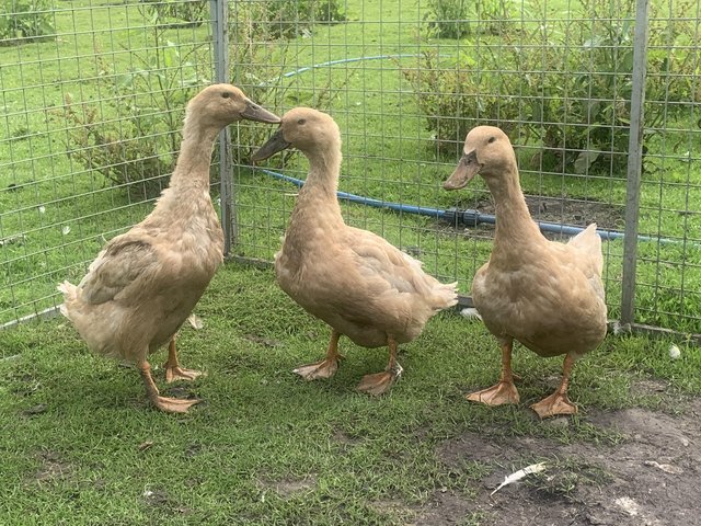 Preview of the first image of 3 buff orpington female ducks.