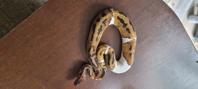 Image 6 of Full collection of ball pythons and racking