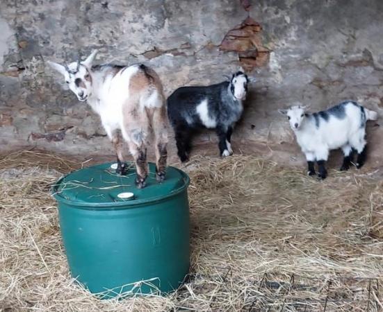 Image 3 of Pygmy goat kids, 1 female 2 wethers
