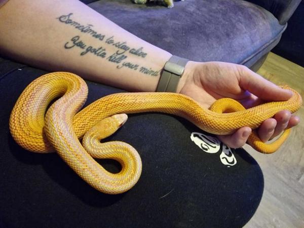 Image 1 of Albino gopher snake possible applegate