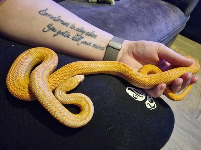 Preview of the first image of Albino gopher snake possible applegate.