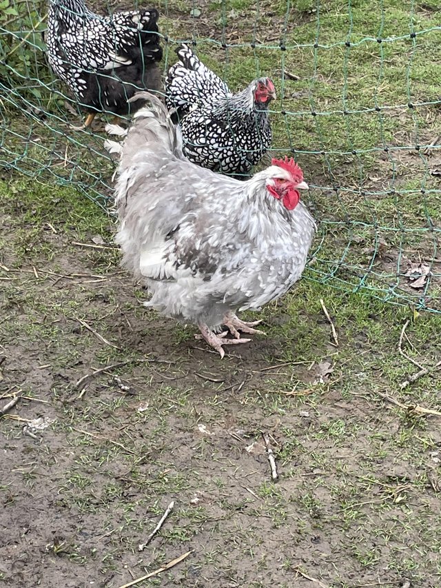 Preview of the first image of Lavender Orpington Cockerel for sale.